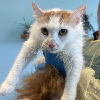 Domestic Long Hair Cats Available for Adoption in Chesapeake, Virginia - Pennywise The Fluffy Cat | PetCurious