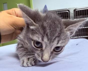Waldo -  Domestic Short Hair Cat for Adoption in Daytona Beach, Florida - Waldo | PetCurious