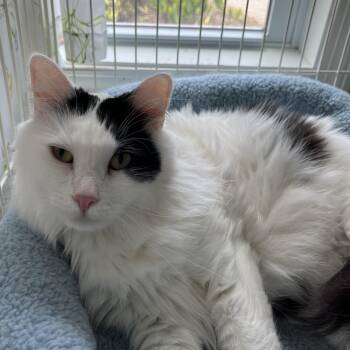 Bowser -  Domestic Medium Hair Cat for Adoption in Wells, Maine - Bowser | PetCurious