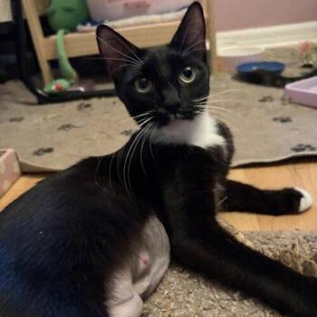 Andy -  Domestic Short Hair Cat for Adoption in Tampa, Florida - Andy | PetCurious