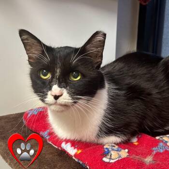 Rescue Domestic Medium Hair Cats for Adoption in Fountain Hills, Arizona - Joey Rick | PetCurious