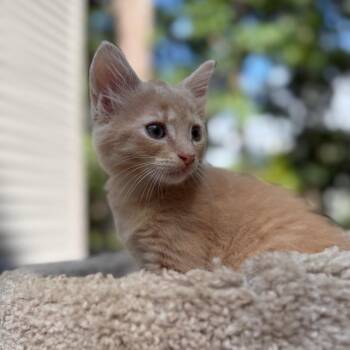 Bagel -  Domestic Medium Hair Cat for Adoption in Medford Lakes, New Jersey - Bagel | PetCurious