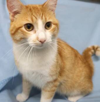 Simon -  Domestic Medium Hair Cat for Adoption in Thief River Falls, Minnesota - Simon | PetCurious