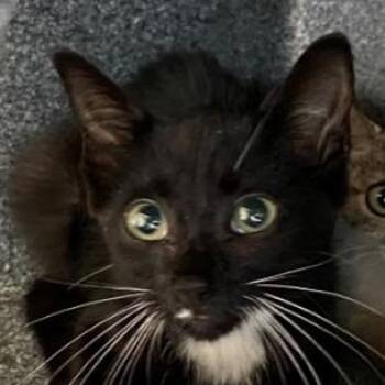 Maya -  Domestic Short Hair Cat for Adoption in West Palm Beach, Florida - Maya | PetCurious