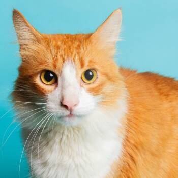 Domestic Long Hair Cats Available for Adoption in Philadelphia, Pennsylvania - Sawyer  | PetCurious