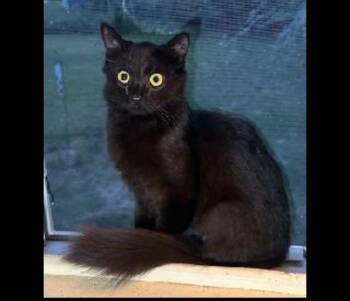 Rescue Domestic Medium Hair Cats for Adoption in Rochester, Massachusetts - Fluffy | PetCurious