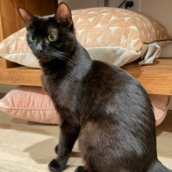 Toothless -  Domestic Short Hair Cat for Adoption in Talent, Oregon - Toothless | PetCurious