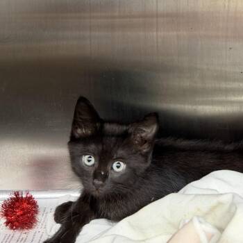 Domestic Short Hair Cats Available for Adoption in Pauls Valley, Oklahoma - Baby Piper | PetCurious