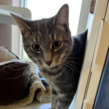 Domestic Short Hair Cats Available for Adoption in New York, New York - Billy | PetCurious