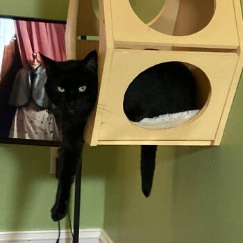 Domestic Short Hair Cats Available for Adoption in Fairfax Station, Virginia - Storm | PetCurious