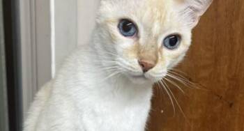 Rescue Domestic Short Hair Cats for Adoption in Houston, Texas - Radar Love | PetCurious