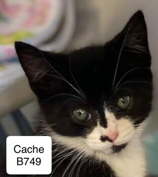 Rescue Domestic Short Hair Cats for Adoption in Morganton, North Carolina - Cache | PetCurious
