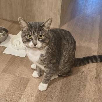Gandalf -  Domestic Short Hair Cat for Adoption in Ottawa, Ontario - Gandalf | PetCurious