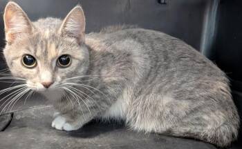 Usagi -  Domestic Short Hair Cat for Adoption in Evansville, Indiana - Usagi | PetCurious