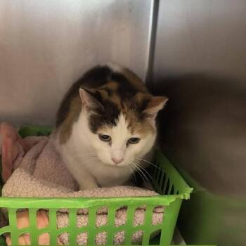 Domestic Short Hair Cats Available for Adoption - Maude | PetCurious