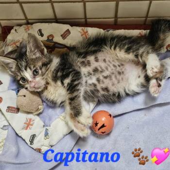 Scout -  Domestic Short Hair Cat for Adoption in Westminster, California - Scout | PetCurious