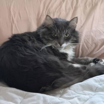 Domestic Long Hair and Maine Coon Cats Available for Adoption in Greensboro, North Carolina - Poe | PetCurious