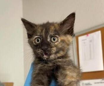 Beluga -  Domestic Short Hair Cat for Adoption in Bolivar, Missouri - Beluga | PetCurious