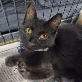 Midnight -  Domestic Medium Hair and Domestic Short Hair Cat Available for Adoption in Milton, Florida - Midnight | PetCurious