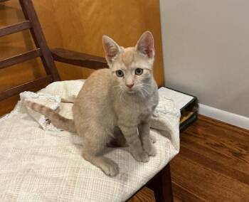 Salomon -  Domestic Short Hair Cat for Adoption in Cincinnati, Ohio - Salomon | PetCurious