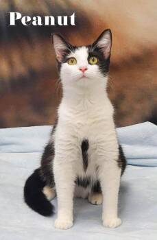 Peanut -  Domestic Short Hair Cat for Adoption in Douglas, Georgia - Peanut | PetCurious