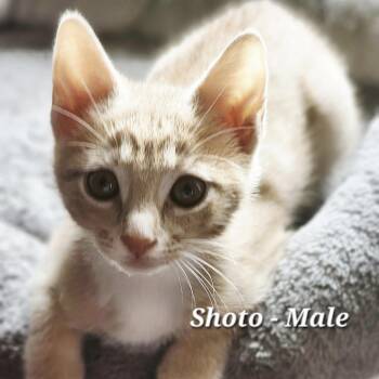 Domestic Short Hair Cats Available for Adoption - Shoto | PetCurious