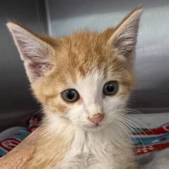 Gerkin -  Domestic Short Hair Cat for Adoption in Lansing, Michigan - Gerkin | PetCurious
