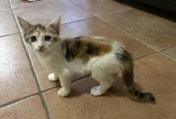 Summer 2 -  Domestic Short Hair Cat for Adoption in Tucson, Arizona - Summer 2 | PetCurious