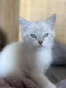 Queso -  Domestic Short Hair Cat for Adoption in Greenwood, Indiana - Queso | PetCurious