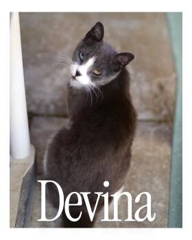 Rescue Domestic Short Hair Cats for Adoption in Desert Hot Springs, California - Devina | PetCurious