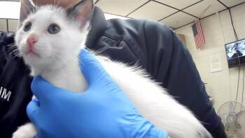 LLYOD -  Domestic Short Hair Cat for Adoption in Stockton, California - LLYOD | PetCurious