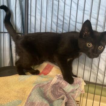 Rescue Domestic Short Hair Cats for Adoption in Pittsford, Vermont - Midnight | PetCurious
