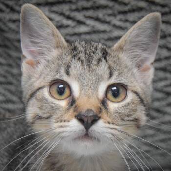 Forest -  Tabby and Domestic Short Hair Cat for Adoption in Huntley, Illinois - Forest | PetCurious