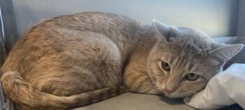 Rescue Domestic Short Hair Cats for Adoption in Edgewood, New Mexico - Zeke | PetCurious