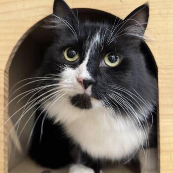 Rescue Domestic Medium Hair Cats for Adoption in North Haven, Connecticut - Joker | PetCurious