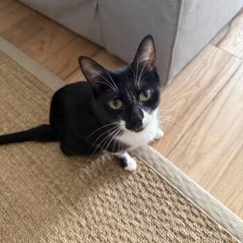 Domestic Short Hair Cats Available for Adoption - Mama Milan | PetCurious