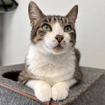 Domestic Medium Hair Cats Available for Adoption in Port Angeles, Washington - Thor | PetCurious