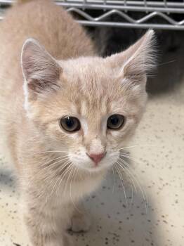 Lars -  Domestic Short Hair Cat for Adoption in Amery, Wisconsin - Lars | PetCurious