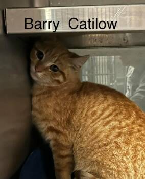 Domestic Short Hair Cats Available for Adoption - Barry Catilow | PetCurious