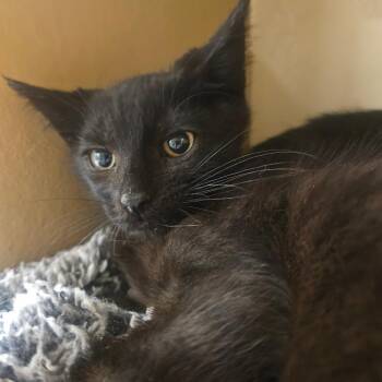 Popcorn -  Domestic Short Hair Cat for Adoption in Grantsville, Utah - Popcorn | PetCurious