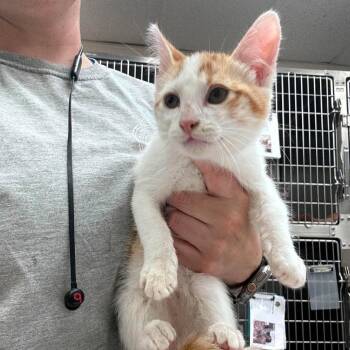 Paprika 26-08-047 -  Domestic Short Hair Cat for Adoption in Bastrop, Texas - Paprika 26-08-047 | PetCurious