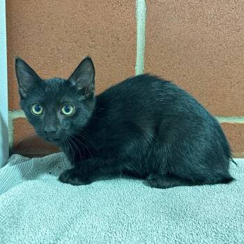 Montauk -  Domestic Short Hair Cat for Adoption in Cabot, Arkansas - Montauk | PetCurious