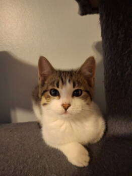 Rescue Domestic Short Hair Cats for Adoption in Salt Lake City, Utah - * Shorty * | PetCurious
