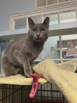 Domestic Short Hair Cats Available for Adoption in Gladwin, Michigan - Josie | PetCurious