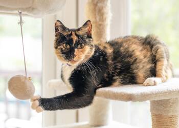 Loretta -  Tortoiseshell and Domestic Short Hair Cat for Adoption in Buford, Georgia - Loretta | PetCurious