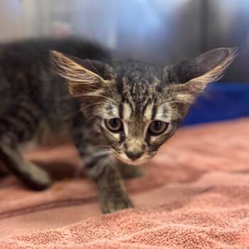 Yankee -  Domestic Long Hair Cat for Adoption in Starkville, Mississippi - Yankee | PetCurious