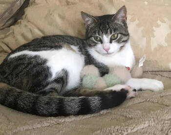 Rescue Domestic Short Hair and Tabby Cats for Adoption in Oxford, Mississippi - Muffy_mild_CH | PetCurious