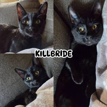 Killbride -  Domestic Short Hair Cat for Adoption in Burnaby, British Columbia - Killbride | PetCurious