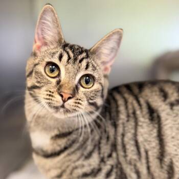 Kehlani -  Domestic Short Hair Cat for Adoption in Columbus, Ohio - Kehlani | PetCurious