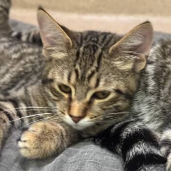 Trout -  Domestic Short Hair Cat for Adoption in Pekin, Illinois - Trout | PetCurious